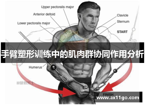 手臂塑形训练中的肌肉群协同作用分析